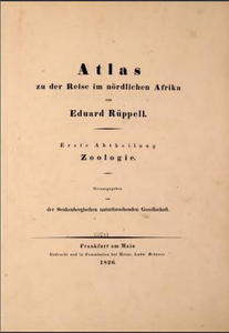 ATLAS ZU DER REISE IM NÖRDLICHEN AFRIKA. FISCHE DES ROTHEN MEERES Rüppell W.P.E.S.  1828