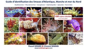 GUIDE D'IDENTIFICATION DES LIMACES D'ATLANTIQUE, MANCHE ET MER DU NORD Girard P. Maran V. 2025