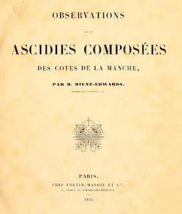 OBSERVATIONS SUR LES ASCIDIES COMPOSEES DES COTES DE LA MANCHE Milne Edwards, H.  1841