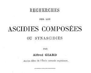 RECHERCHES SUR LES ASCIDIES COMPOSEES OU SYNASCIDIES Giard A.  1872