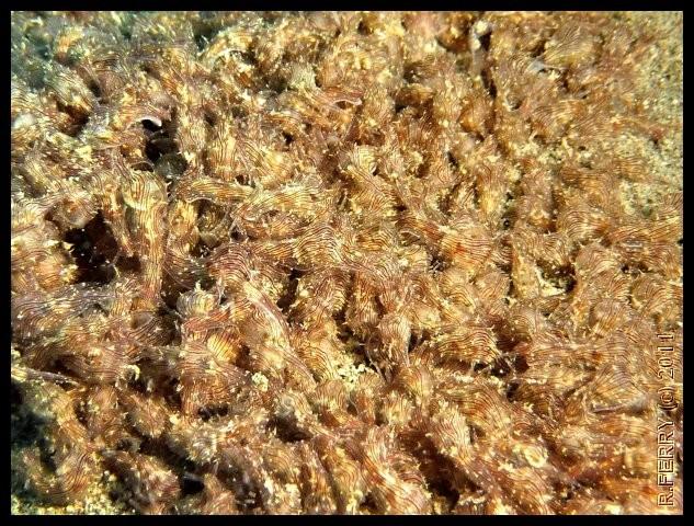 10 000 lièvres de mer (caraïbes)