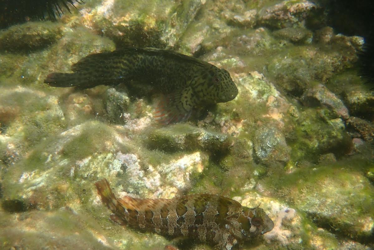 2 Blennies côte à côte, mais lesquels
