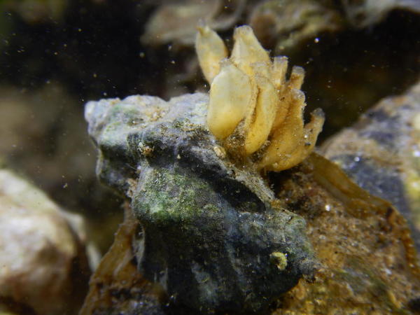 2 questions : un coquillage lequel ??? avec sa ponte ????