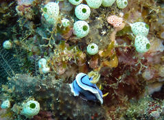 2 types d'hydrozoaires?