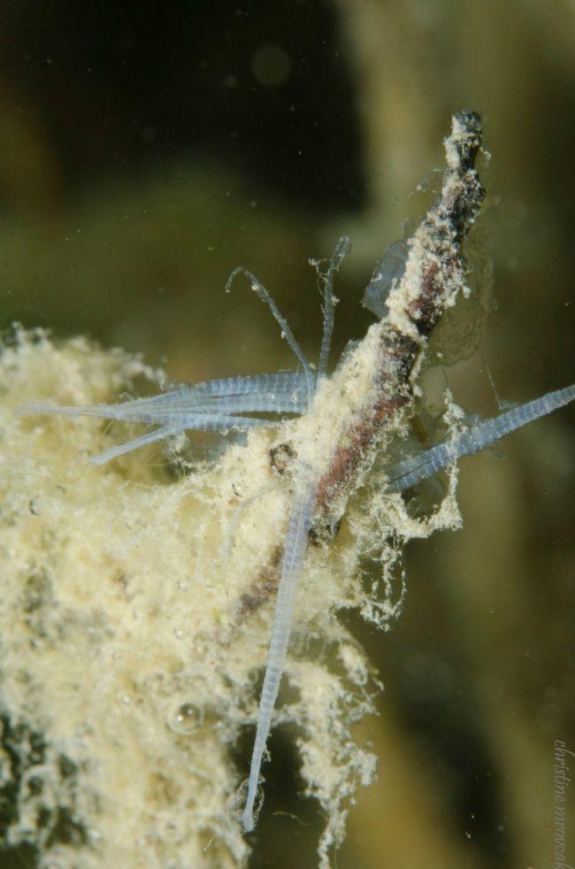 70 cm dans de l eau de la gravière du fort holtzeim..accroch