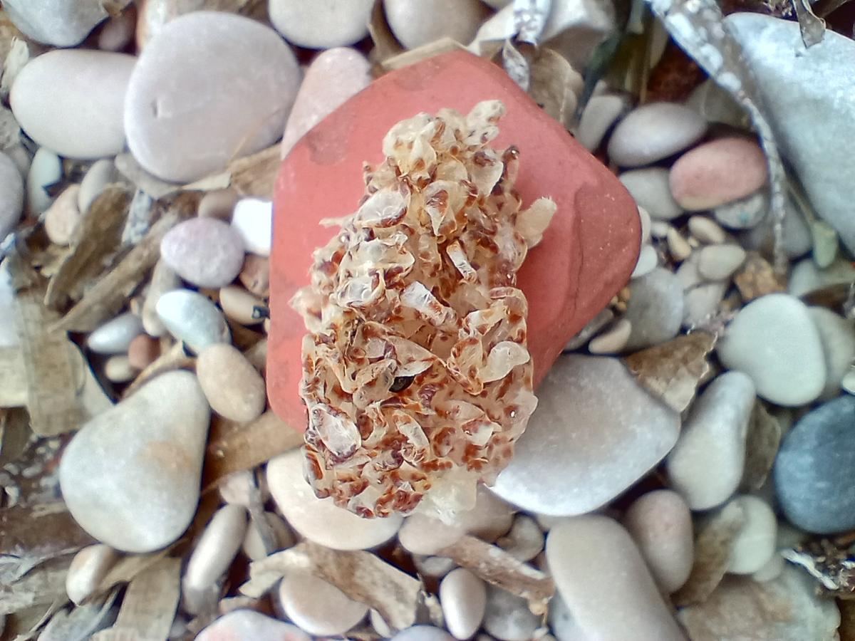 <p>Bonsoir, je crois que c'est la ponte du bigorneau. J'ai la même trouvée en laisse de mer, les œufs encore visibles.</p><p>Il y a une photo "acti...
