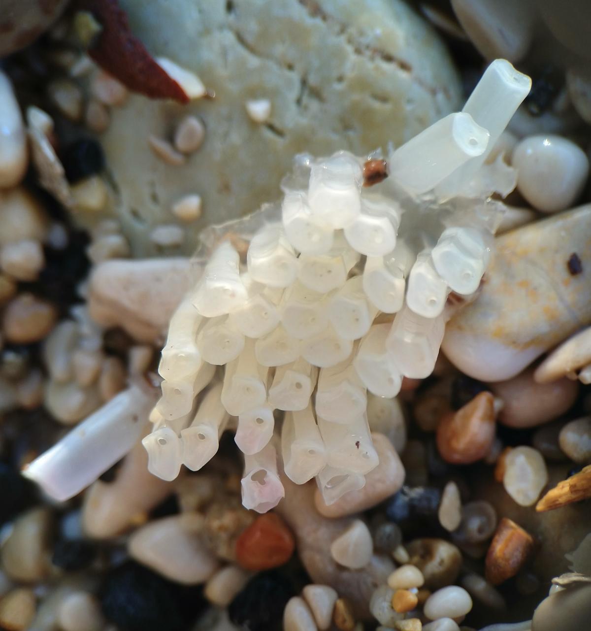 <p>Un petit complément marseillais, ramassé ce matin dans la laisse de mer. Les tubes sont d'une longueur parfaitement identique, tous de 8,2 mm. L...