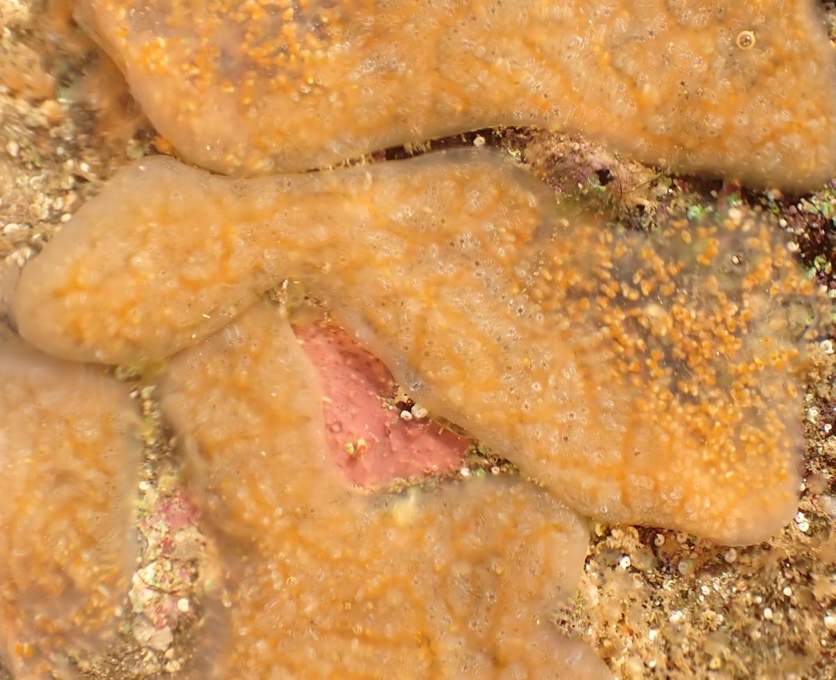 A identificar?