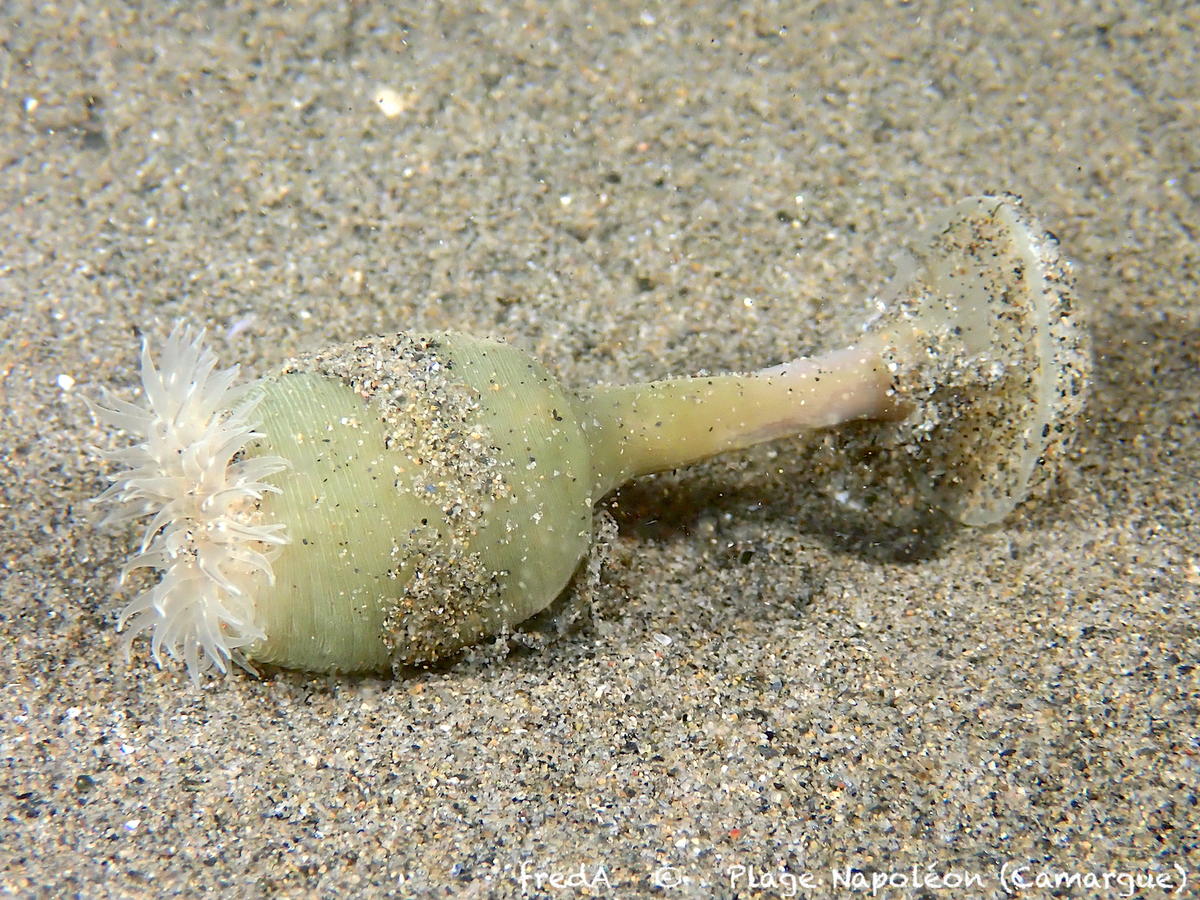 <p>Pour moi peu de doute pour une anémone de la familles des sagartiidae, voir la photo jointe d'une anémone désensablée cf <em>Cylista troglodytes...