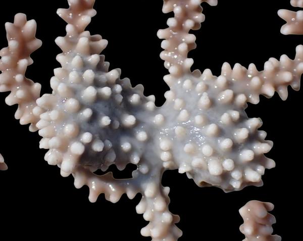A identificar en Eunicella verrucosa