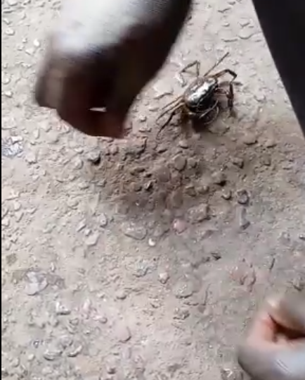 à identifier: crabe du fleuve Niger