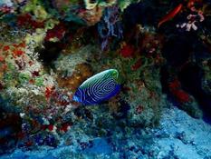 A priori, un poisson papillon, mais le quel ??