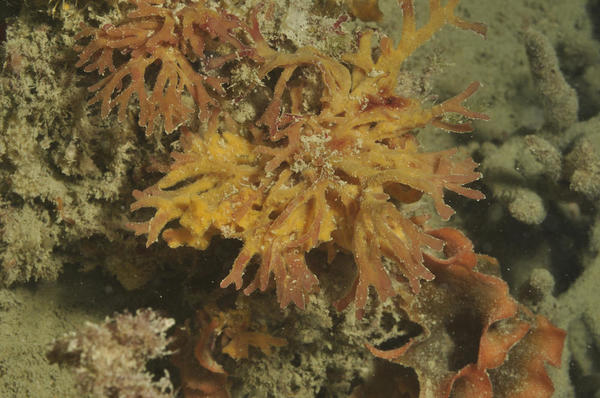 a quel organisme correspond cette couleur jaune sur une Dictyote.