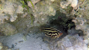 a quelle espéce appartient ce poisson?