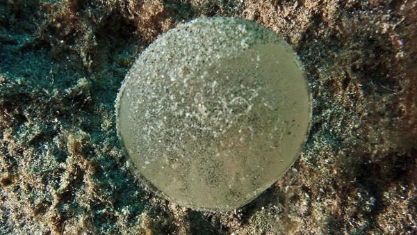 À quelle espèce appartient cette sphère ?