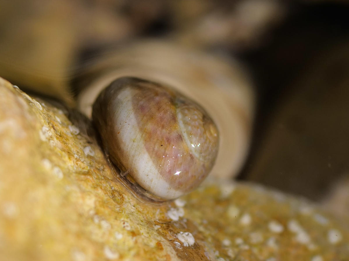 À qui est cette coquille ?