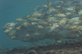 A school of jackfish