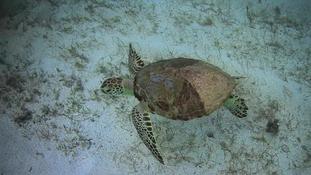 Absence partielle d'écailles- tortue verte
