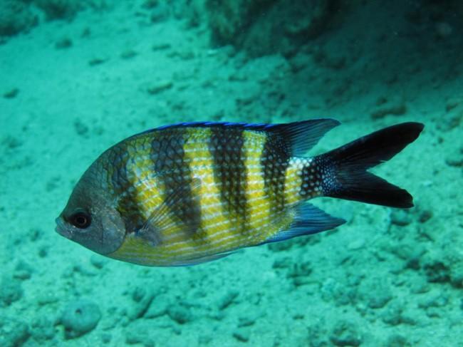 <p>Voici une autre photo de la bete, je pense que c est a sexfasciatus en livree nuptiale (pendant la ponte des oeufs) mais les couleurs sont assez...