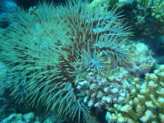 Acanthaster ?