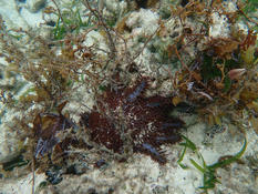 Acanthaster?