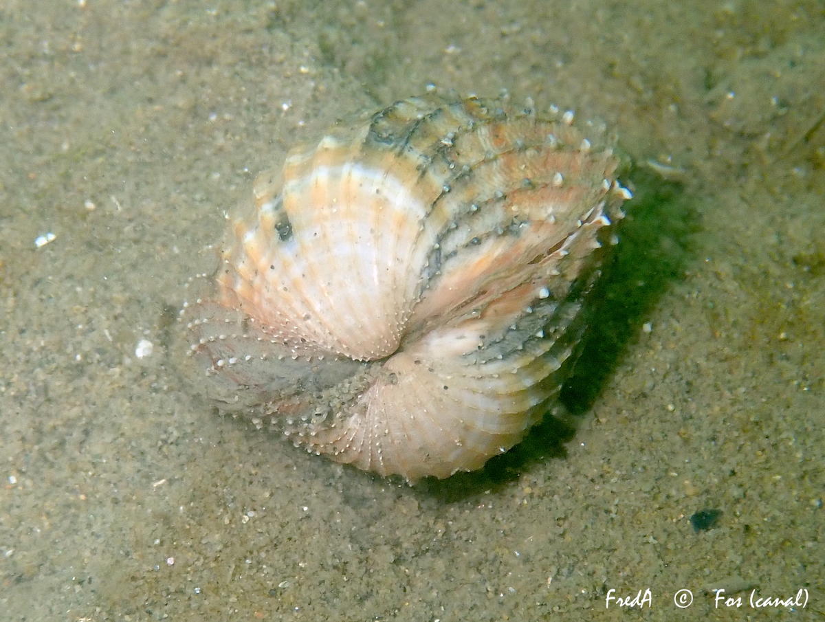 Acanthocardia, quelle espèce ?