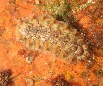 Acanthochitona crinita