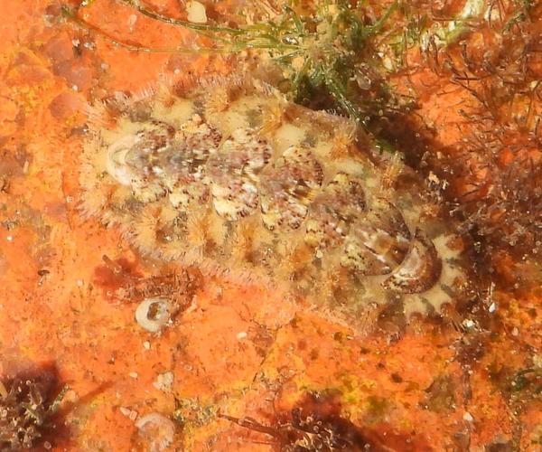 Acanthochitona crinita