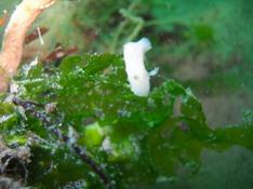 acanthodoris pilosa blanche