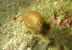 Acanthodoris pilosa pas blanc ?