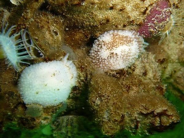 Acanthodoris pilosa?