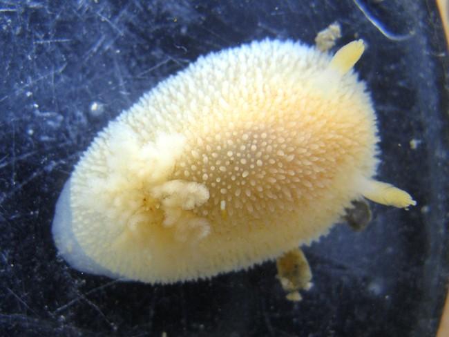 J'en profite pour montrer un joli specimen d'<em>Acanthodoris pilosa</em> prélevé lors d'une sortie bio à Tatihou. Les papilles coniques et les rhi...