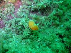 acanthodoris pilosa