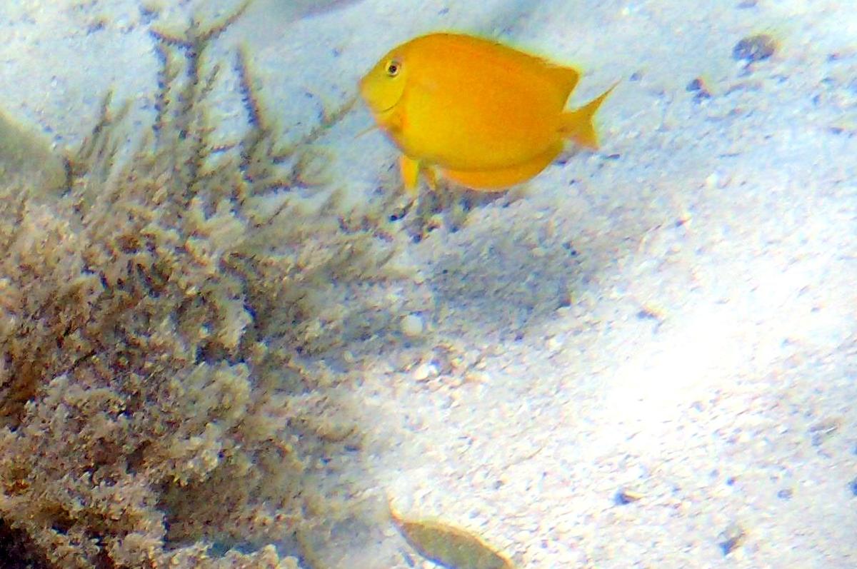 Acanthurus coeruleus juvenil ?