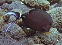 Acanthurus gahhm?