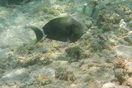 Acanthurus? mais alors lequel?