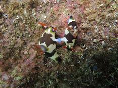 Accouplement de nudibranches ?