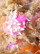 Açores : Coryphelle mauve ?