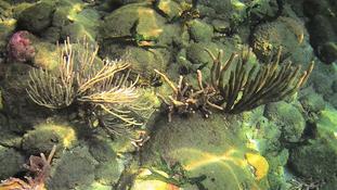 Acropora cervicornis ?