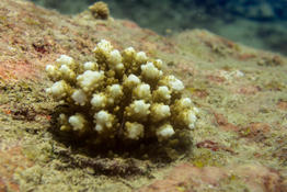 Acropora ou sthylophora ?