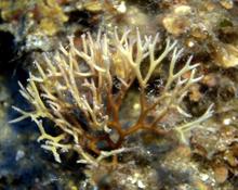 acropora suhar sonoi unique????