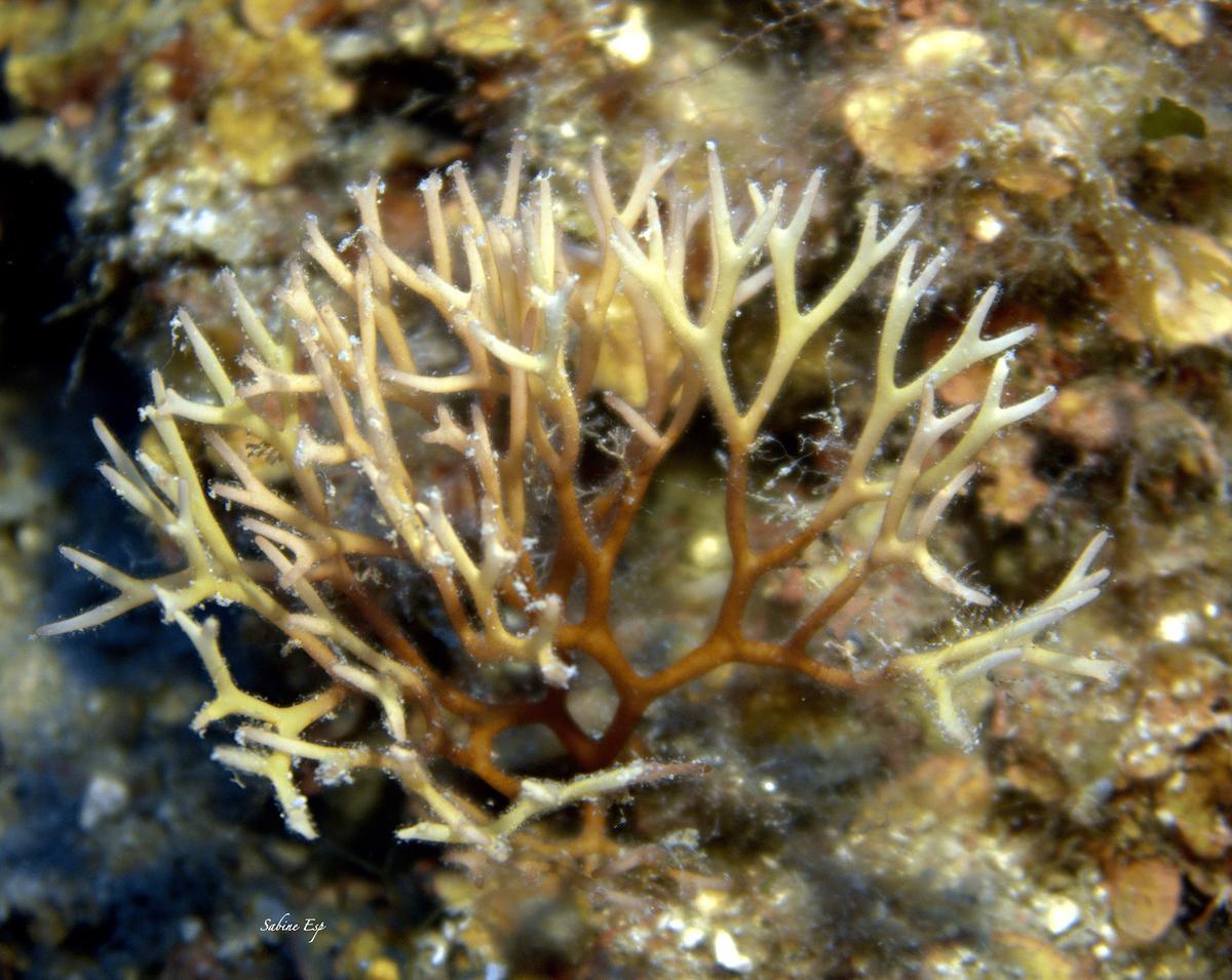 acropora suhar sonoi unique????