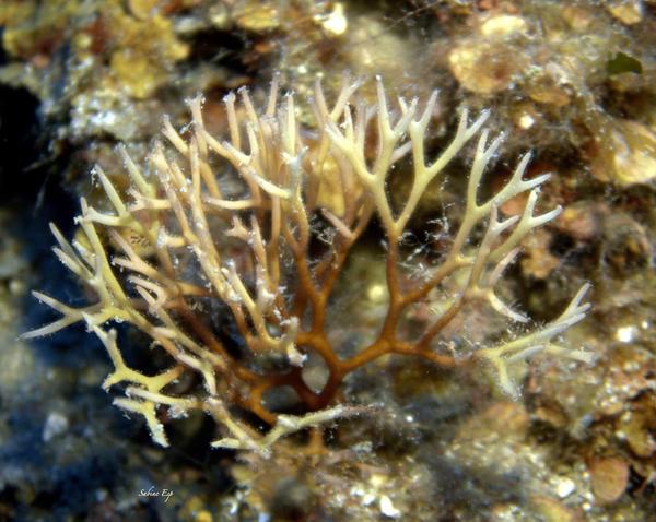 acropora suhar sonoi unique????