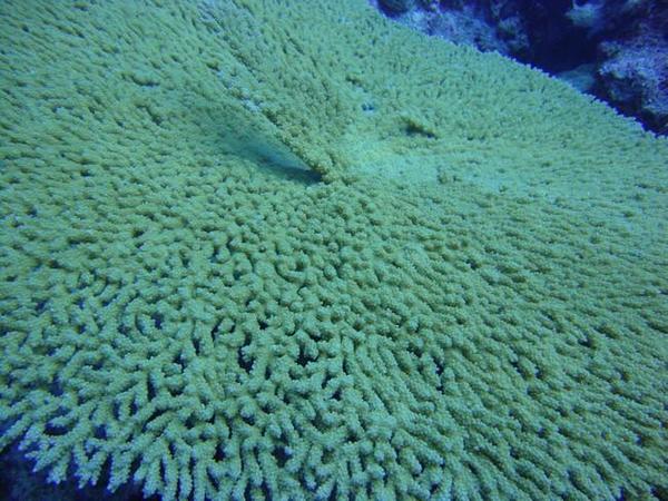 Acropora