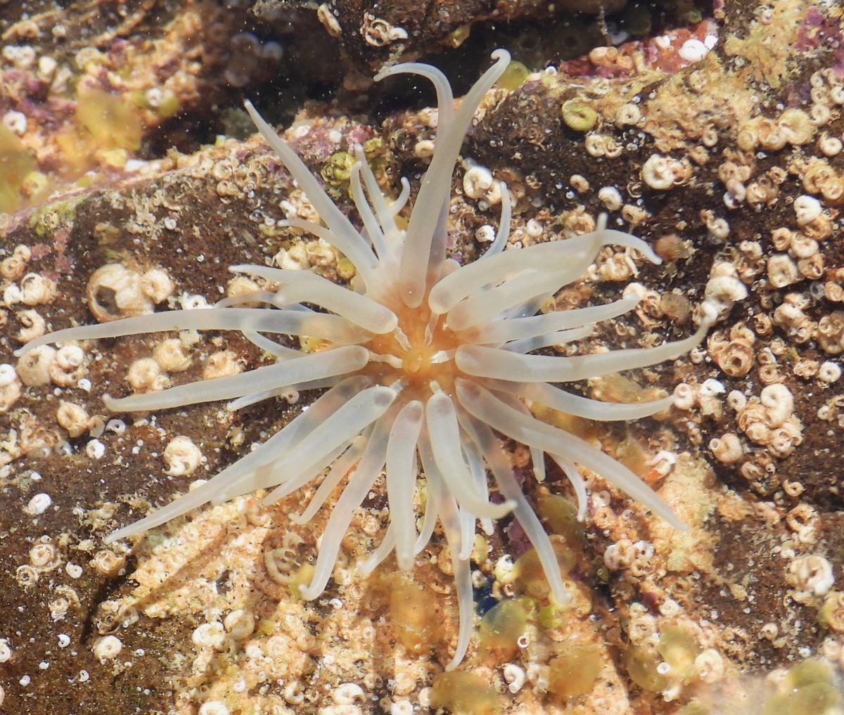 Actinia a determinar