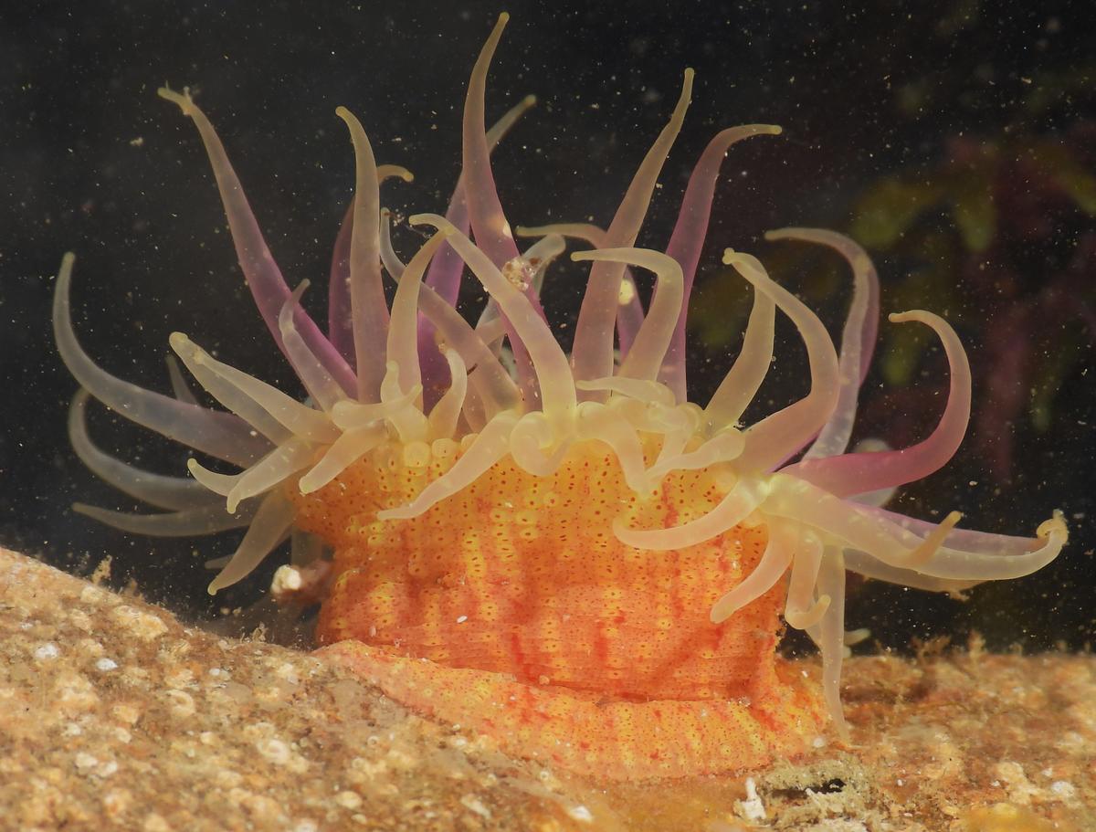 Actinia a identificar