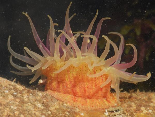 Actinia a identificar