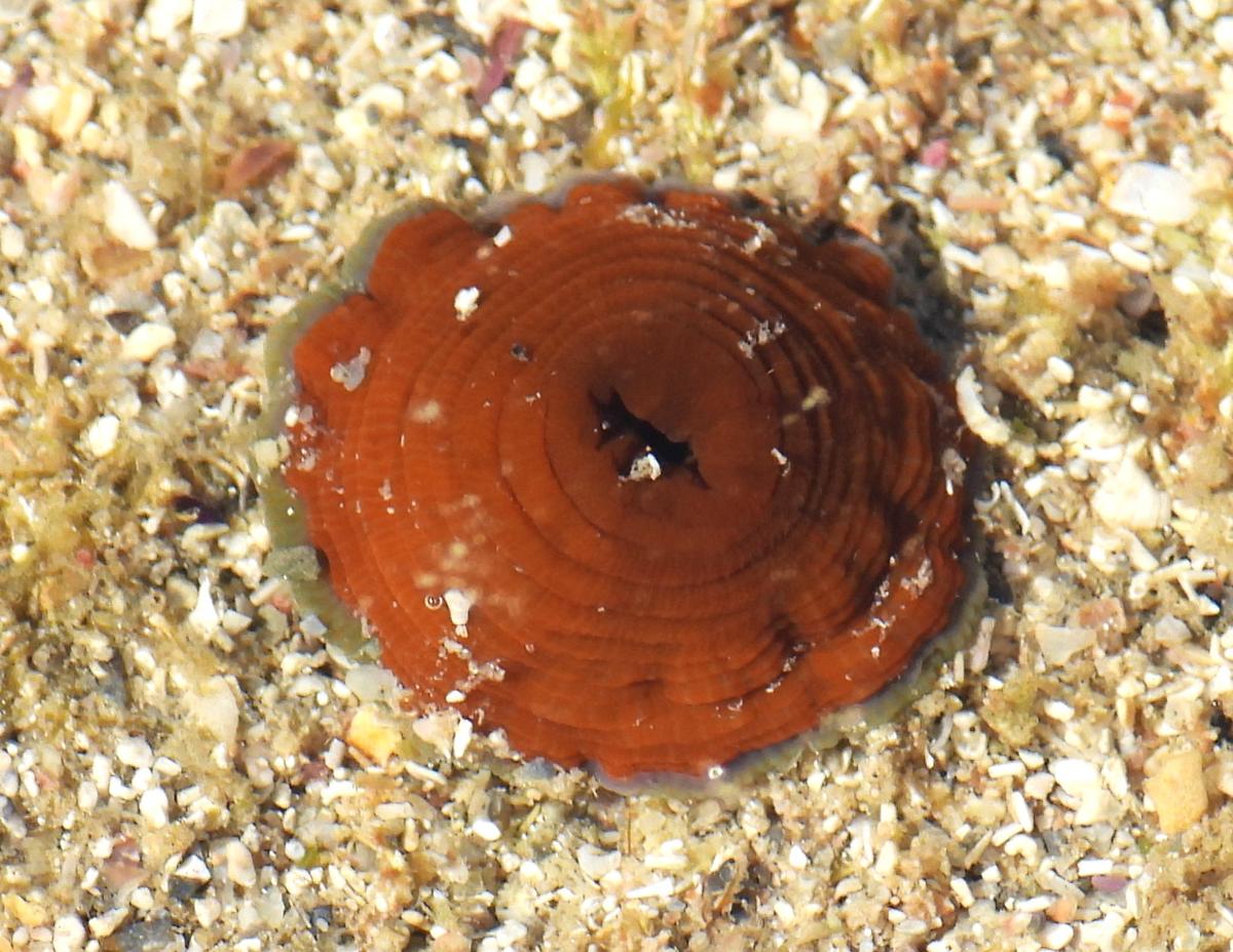 Actinia cari?