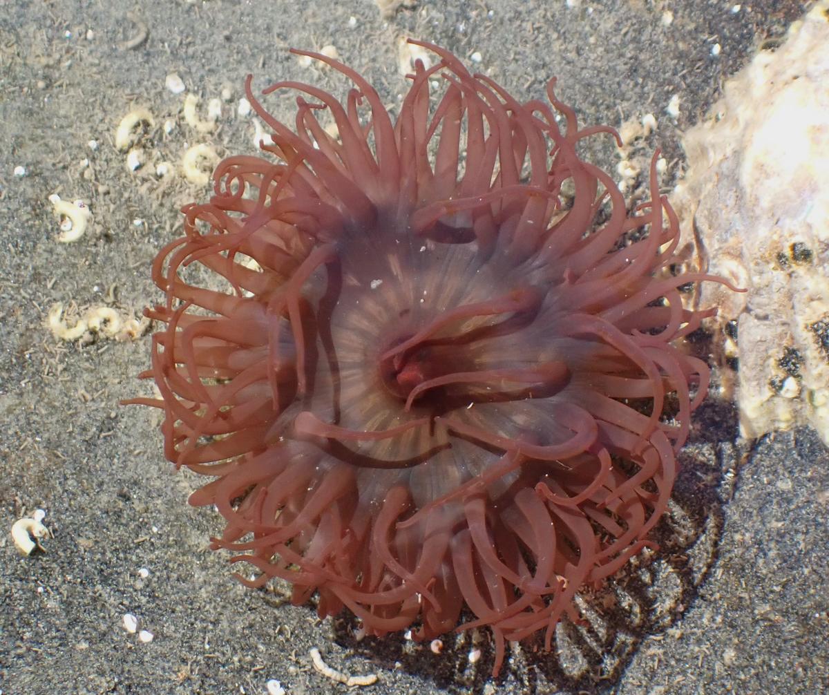 Actinia equina? 