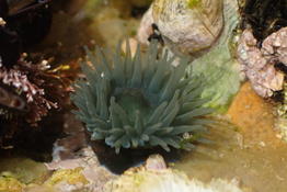 Actinia equina bleue ?